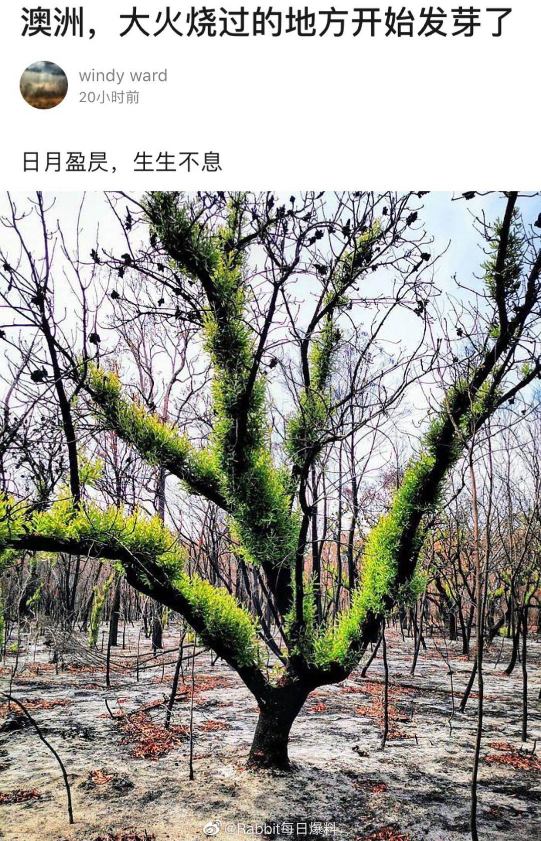 「文汇报」澳洲，大火烧过的地方开始发芽了