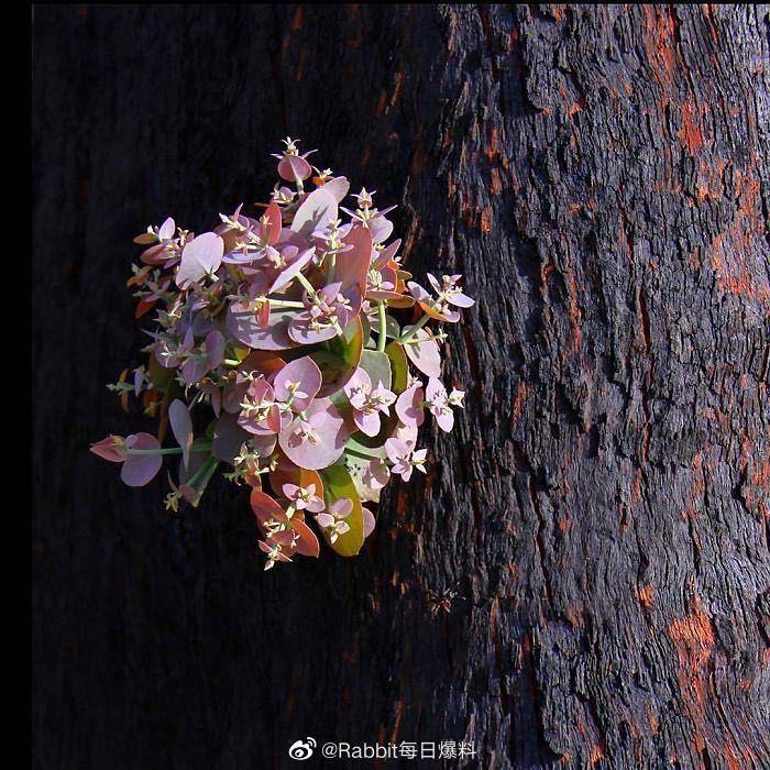 「文汇报」澳洲，大火烧过的地方开始发芽了