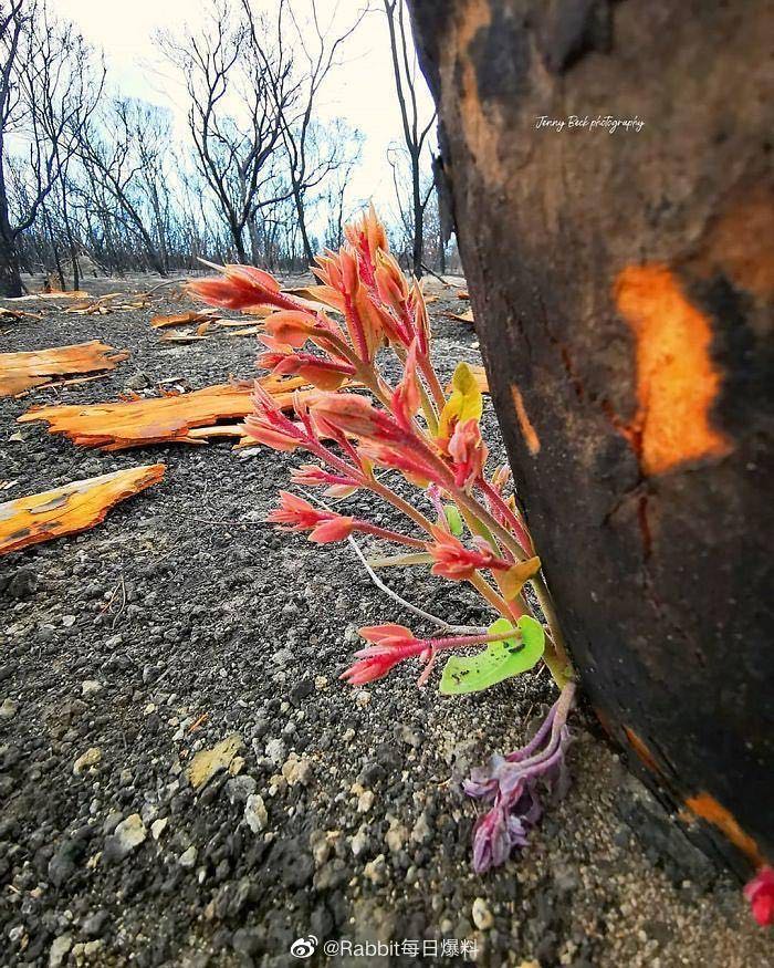 「文汇报」澳洲，大火烧过的地方开始发芽了