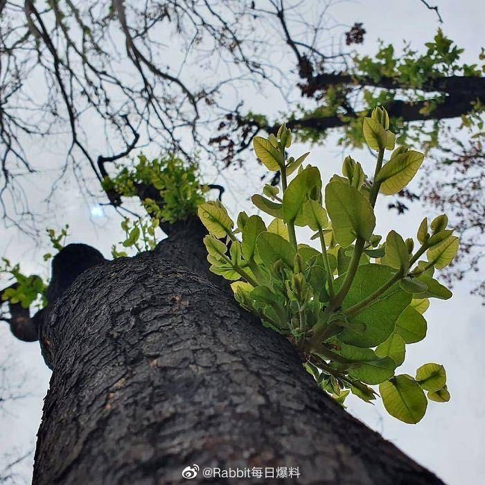 「文汇报」澳洲，大火烧过的地方开始发芽了