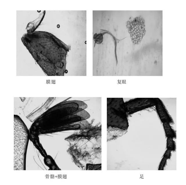 #第一财经#神奇的“夜明砂”：那些蝙蝠粪是否也携带新冠病毒？