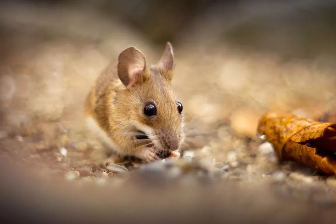 大到设计铁轨小到老鼠的胡须这条优美的曲线无处不在