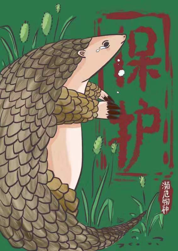 中国日报网：一只穿山甲的自白