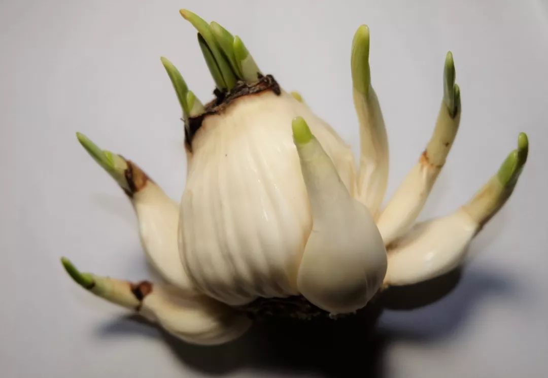 有些花不但会装蒜,还能长成韭菜