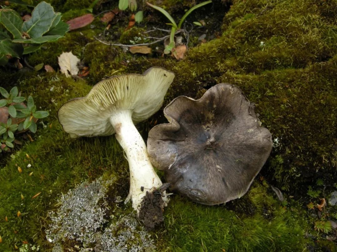 棕灰口蘑肉质并不肥厚,表面又多鳞片,缺乏特别的香气,因此售价不高