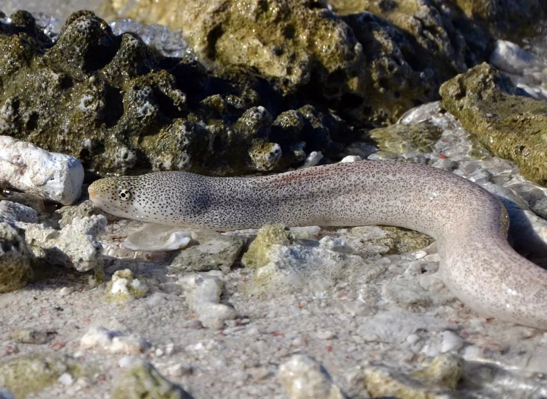 呆在海里捕食还不满足,细点裸胸鳝可以轻松地在陆地上爬行