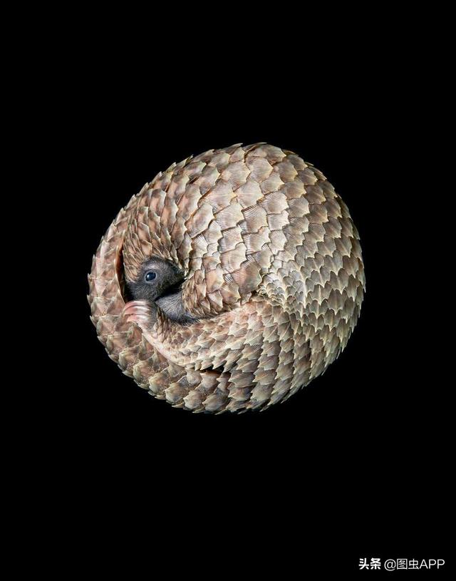 白腹长尾穿山甲