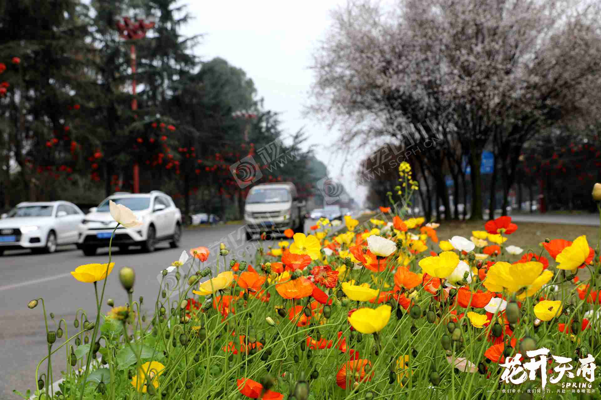 眉山市眉州大道上的虞美人和樱花盛开点缀了道路景色.