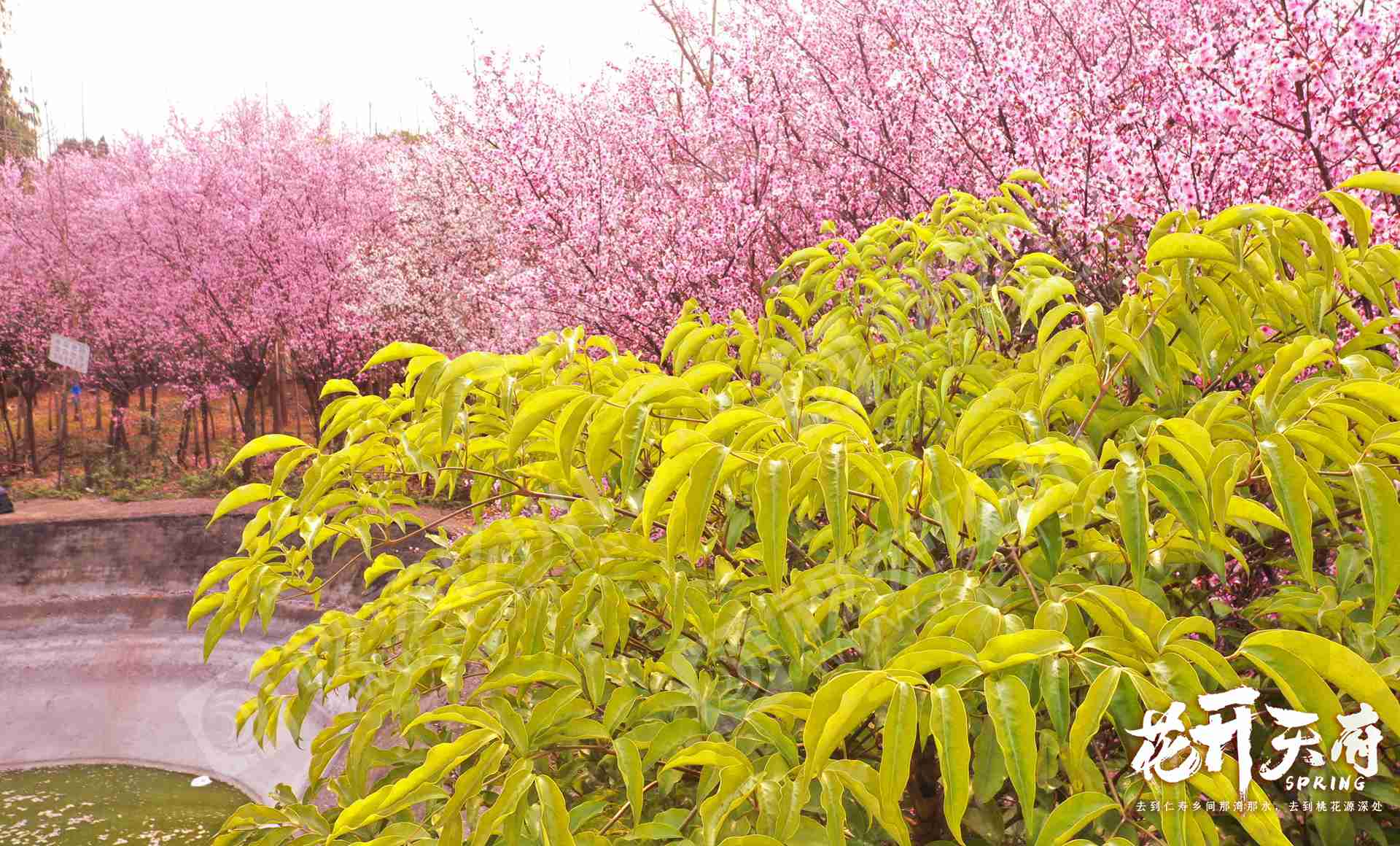 2月27日,天氣晴朗,在仁壽縣寶馬鎮決心社區的美人梅基地內,繁花盛開.