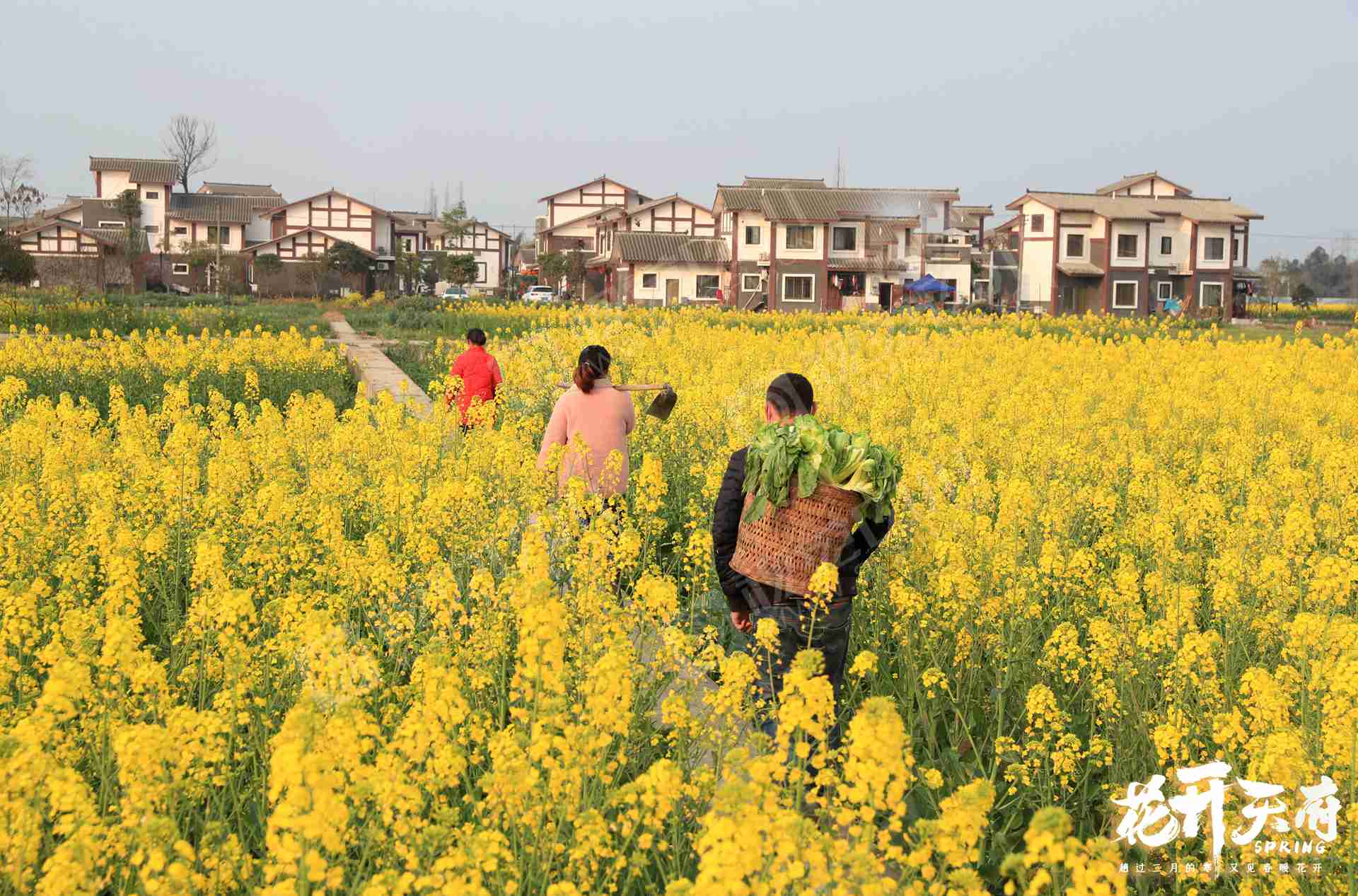 彭州市蒙阳街道白土河村农民走在乡间路上.