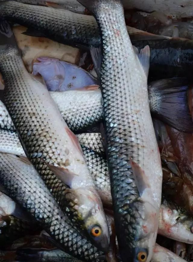 海冰融化,这美味的开凌梭不能错过!