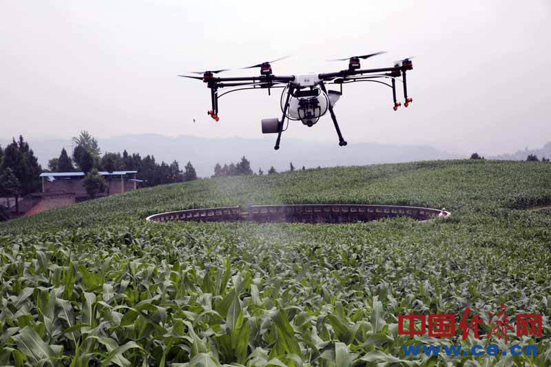重庆云阳县用无人机喷洒防治草地贪夜蛾对玉米等农作物的危害