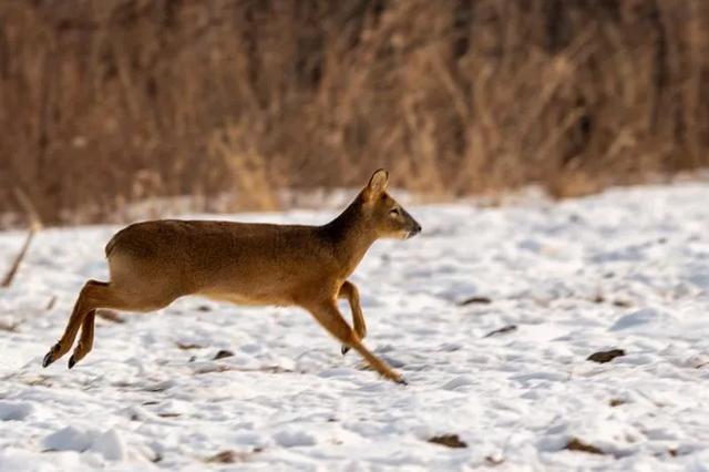 珲春东北虎豹国家公园珲春局逐年加大宣传,巡护,清山,清套防范的力度