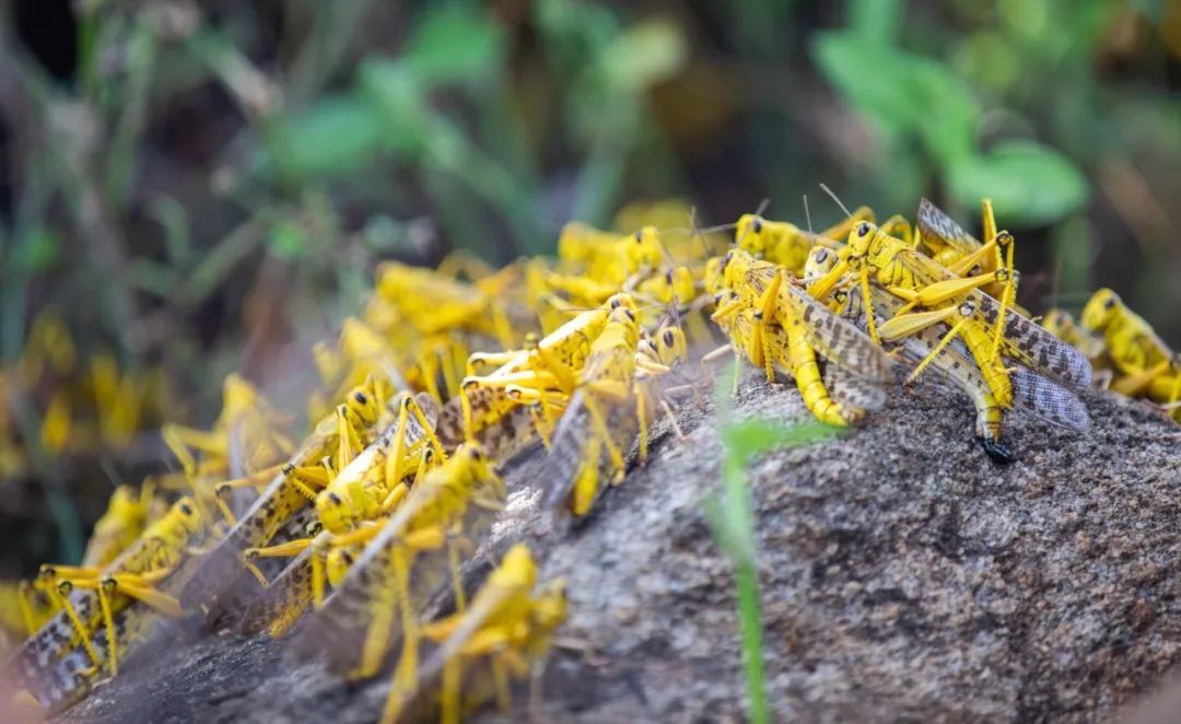 「中国沙漠」境外媒体：中国未雨绸缪严防沙漠蝗入侵