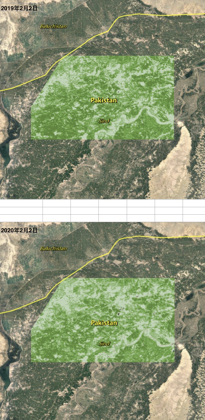 [植被指数]从太空看蝗虫：巴基斯坦蝗灾影响有多大？