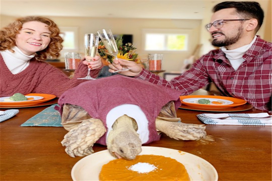 [国际]有创意！美国夫妇与宠物穿“亲子装”并合影留念