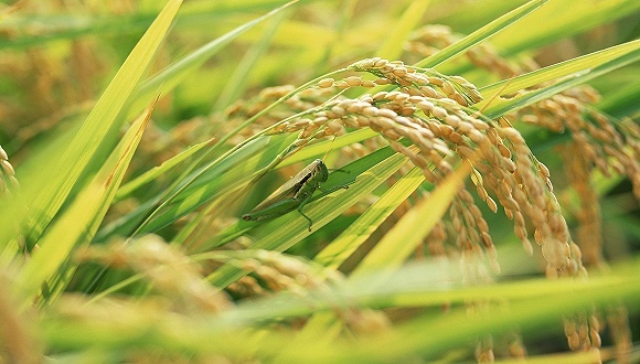 【工作组】孵化高峰在即中国专家赴巴治蝗，现场解剖研究生物防治