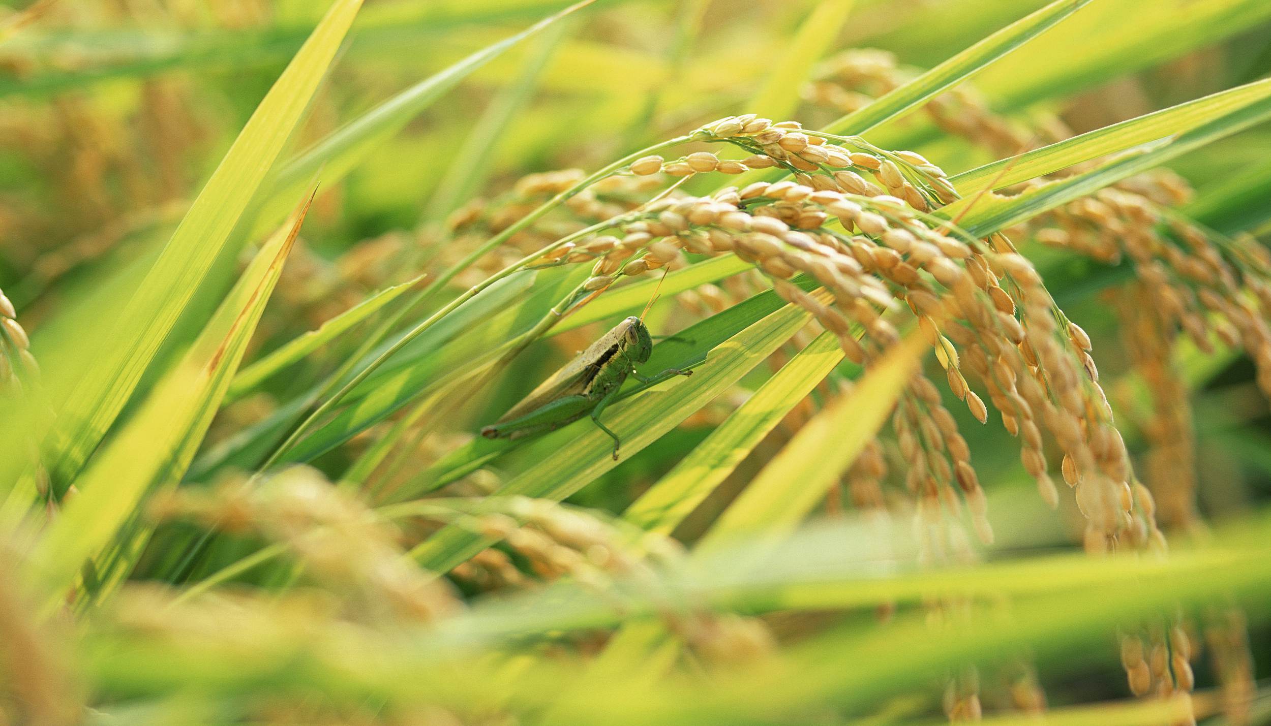 【工作组】孵化高峰在即中国专家赴巴治蝗，现场解剖研究生物防治