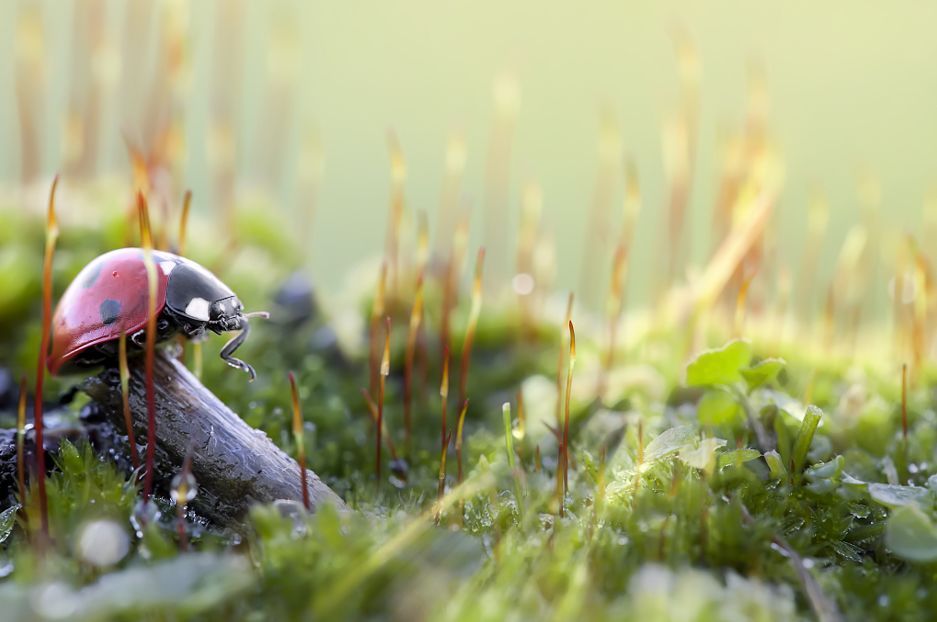 春雷响,万物长春回大地,蛰伏的动物纷纷结束冬眠,苏醒过来预示着仲春