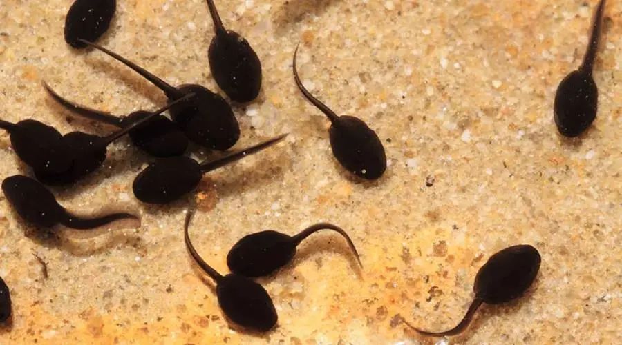 在你享受激情的时候,殊不知可能已经有小蝌蚪溜进去了坑爹指数