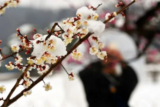 「文化」藏在古人诗词里的“三春”有多迷人？盘它！