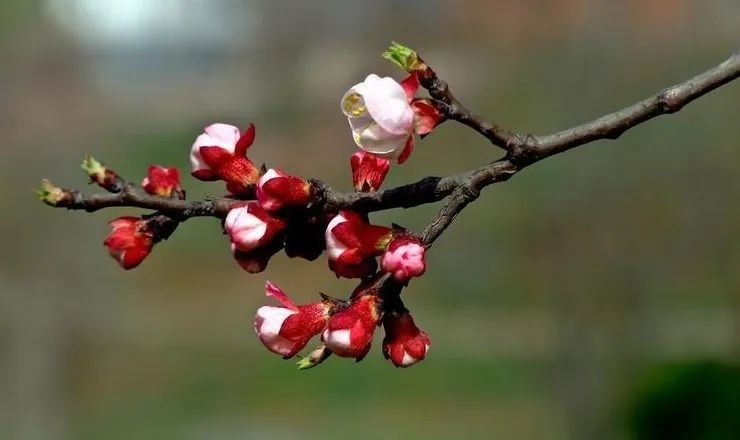 「文化」藏在古人诗词里的“三春”有多迷人？盘它！