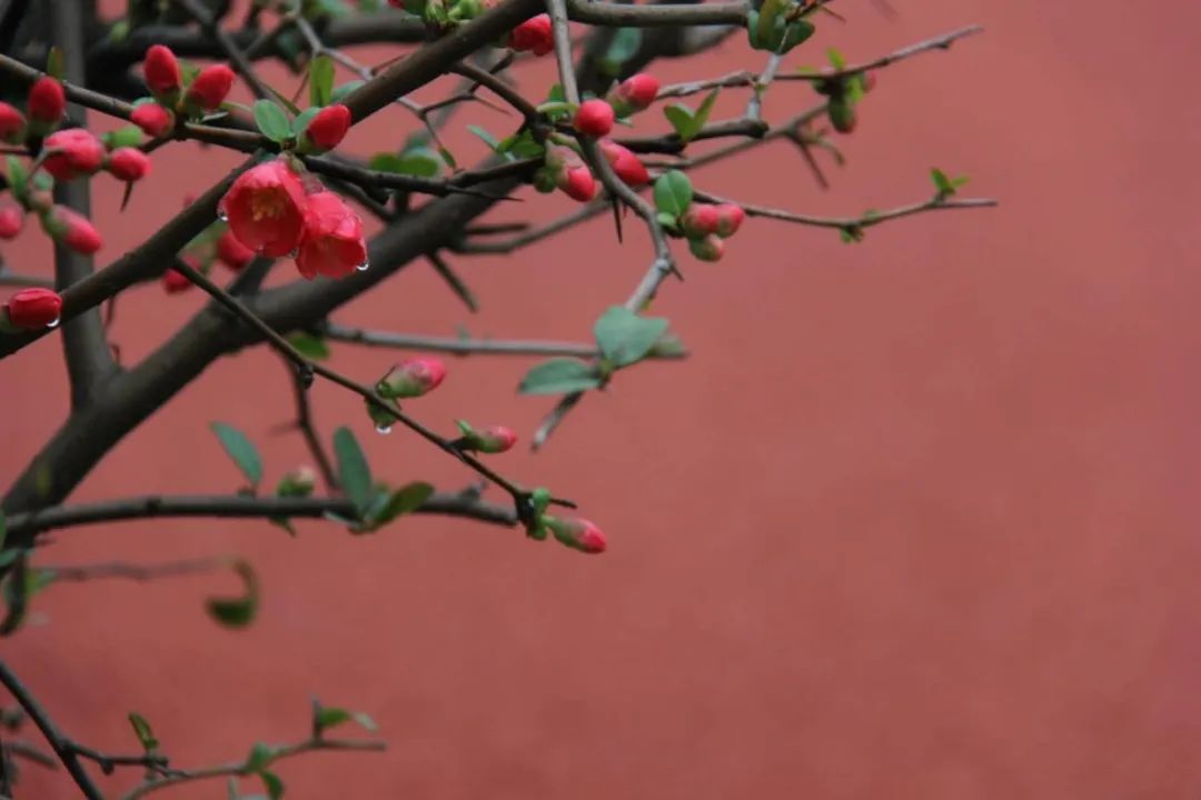 「文化」藏在古人诗词里的“三春”有多迷人？盘它！