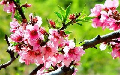 「文化」藏在古人诗词里的“三春”有多迷人？盘它！