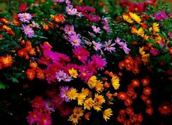 「文化」藏在古人诗词里的“三春”有多迷人？盘它！