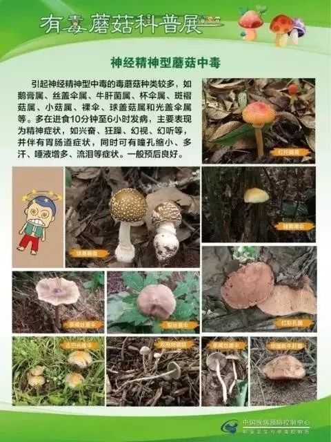 一起来瞧瞧毒蘑菇所含毒素较复杂,或因地区,季节,品种和生长条件的不