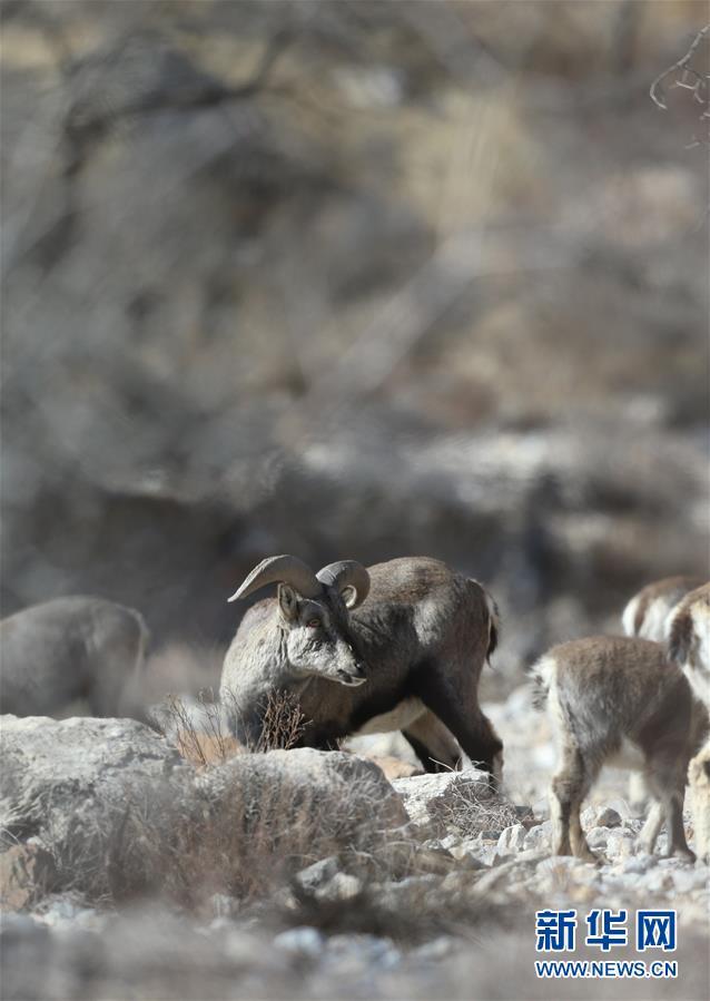 这是3月7日在宁夏贺兰山国家级自然保护区拍摄的岩羊.