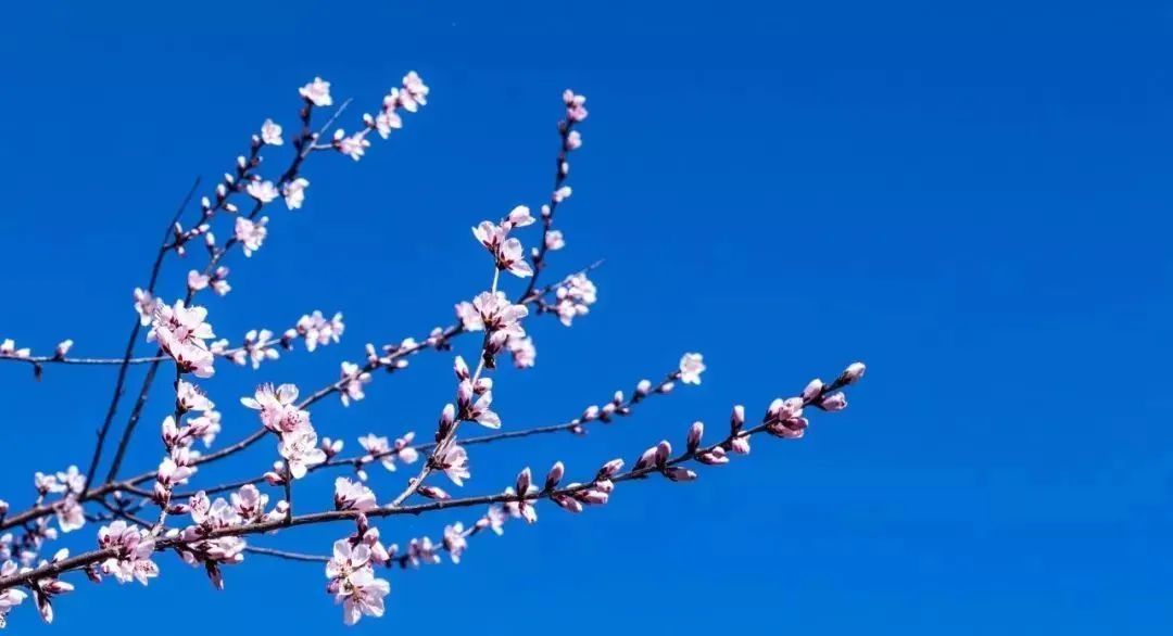 【杏花】杏花春雨│诗画寻芳