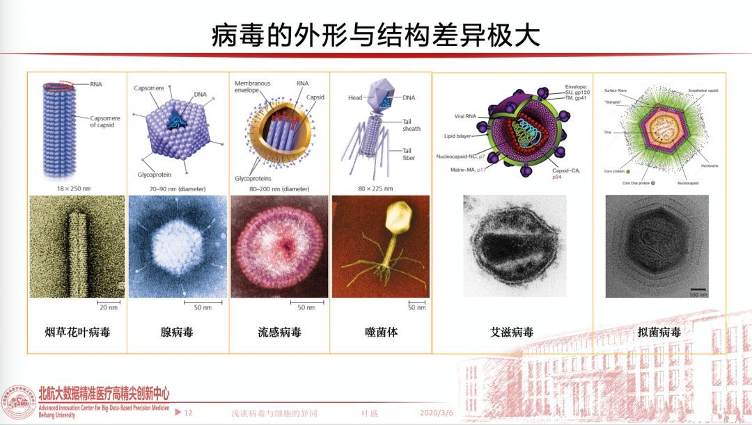 杆形病毒图片