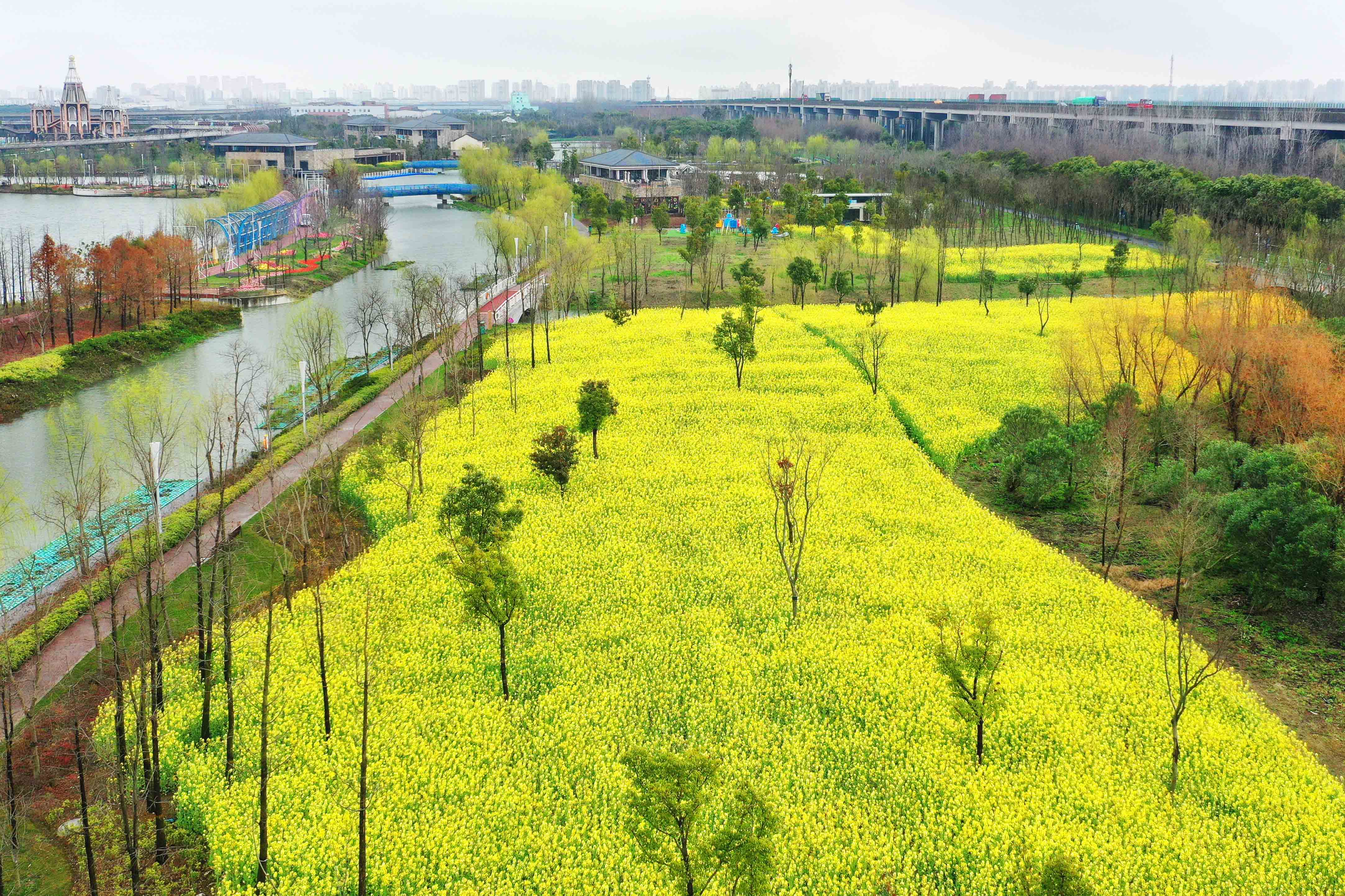 瀋海高速邊浦江郊野公園金燦燦的油菜花鋪滿大地 上海六大市屬公園