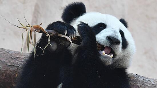 大熊猫▲在俄大熊猫受疫情影响暂时吃不到四川竹子，园长：不怕，有办法