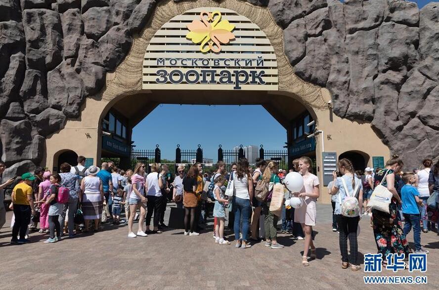 大熊猫▲在俄大熊猫受疫情影响暂时吃不到四川竹子，园长：不怕，有办法