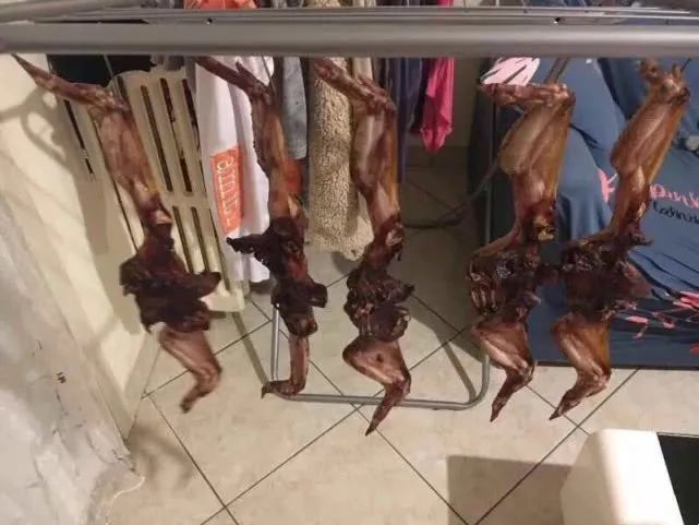 『不明生物』这事，咱真不能赖意大利警察……