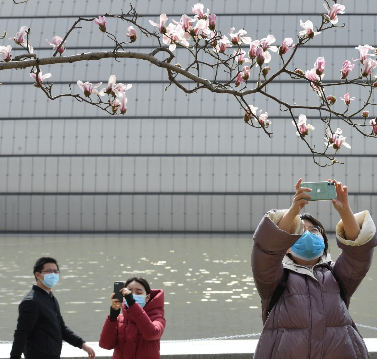 花:路旁鲜花随手拍,行路赏景不扎堆