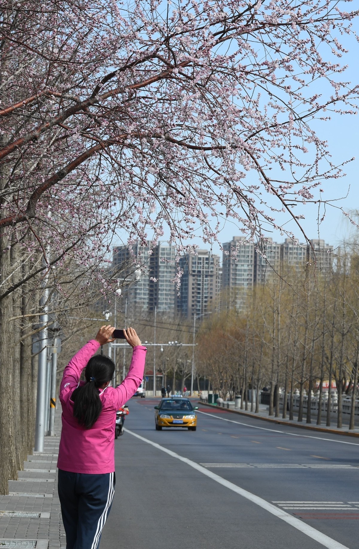 花:路旁鲜花随手拍,行路赏景不扎堆