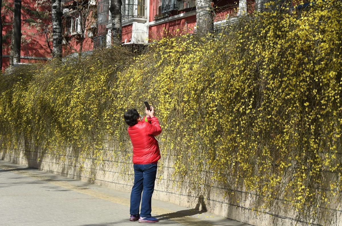 花:路旁鲜花随手拍,行路赏景不扎堆