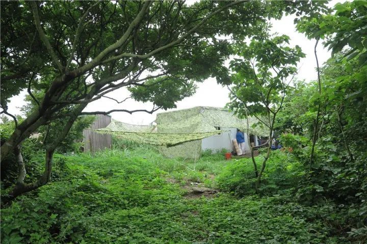 「野生动物」野生动物没有错
