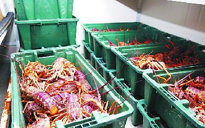 龙虾■多国着急对中国出口食品