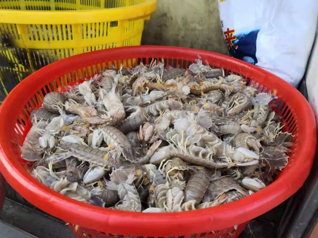 现场实拍龙口渔船今天正式出海龙口人又可以吃到最新鲜的海鲜啦