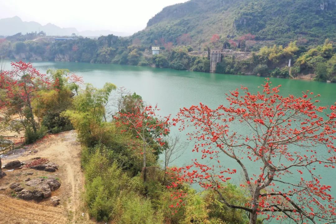 花团锦簇的扶绥你有一个特别的名字英雄花