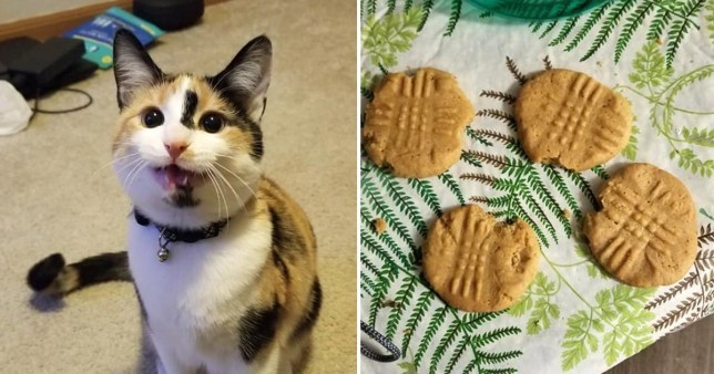 『』淘气猫咪偷偷打开饼干盒 每一块都咬了一口