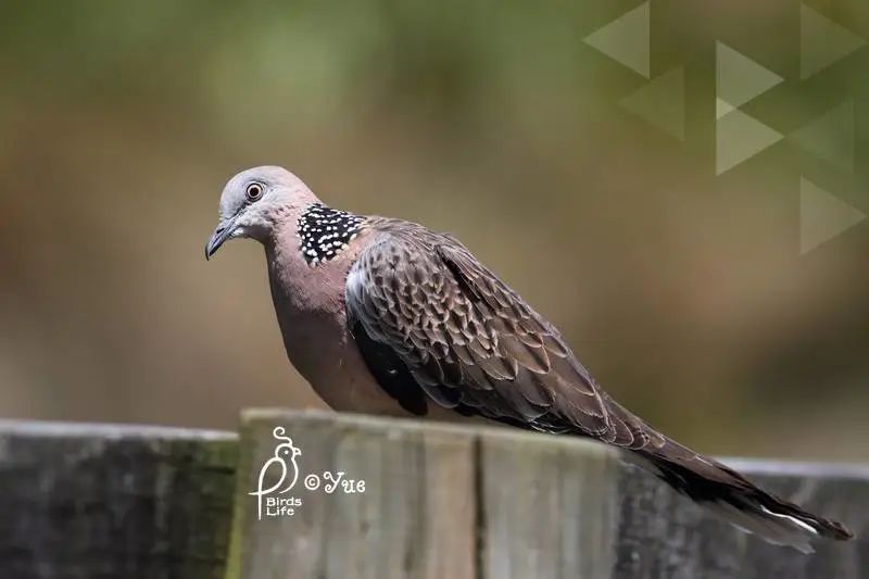 房子造得不好咕一定是放了鸽子咕