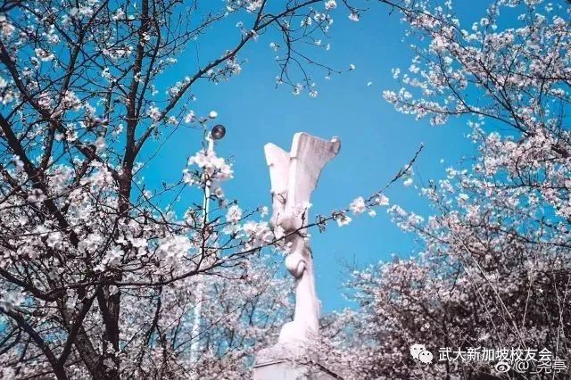 [疫情]中国留学人员援助国内抗击疫情纪实：武大新加坡校友会的紧急驰援