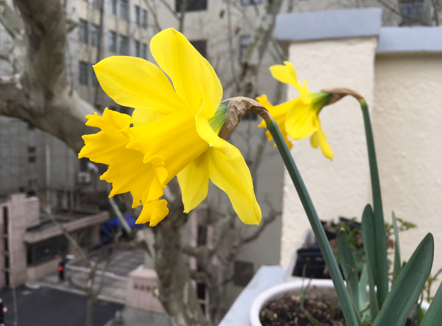 吹面不寒杨柳风：今日迎来春分，吹面不寒杨柳风？