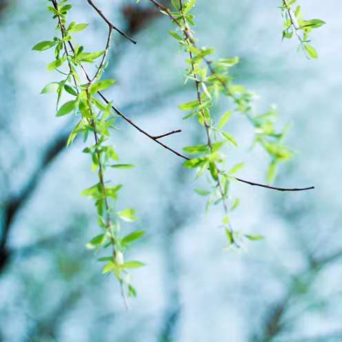 吹面不寒杨柳风：今日迎来春分，吹面不寒杨柳风？