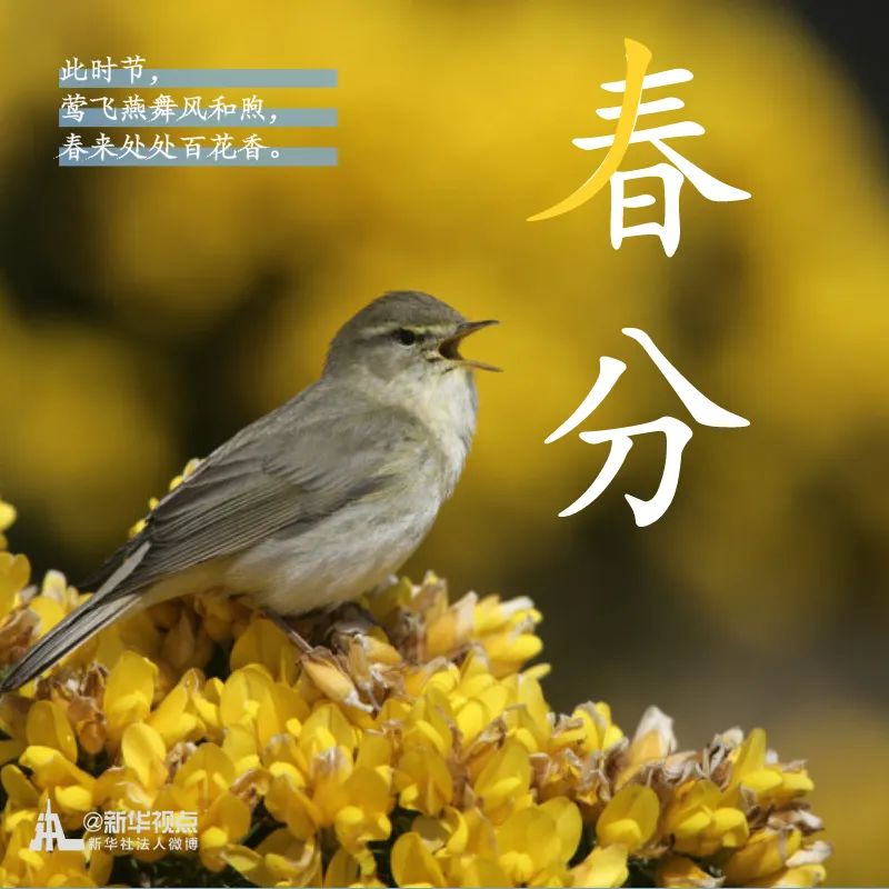 「」春意正好，春分来了